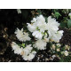 Kameliajasmike 'Snowbelle' (Philadelphus 'Snowbelle')